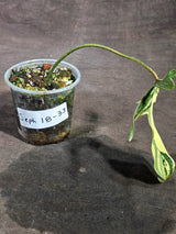 Variegated Philodendron Florida Beauty Live Plant (Sep-18-33)