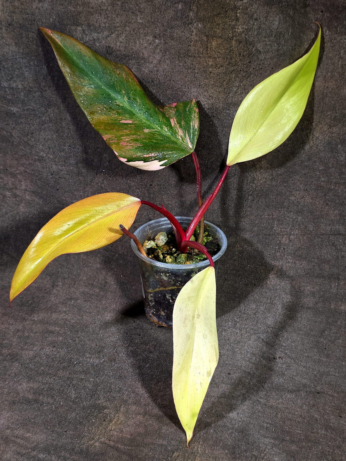 Rare Philodendron Strawberry Shake Variegated (Sep-18-34)