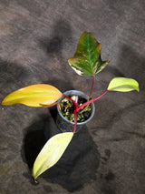Rare Philodendron Strawberry Shake Variegated (Sep-18-34)