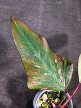 Rare Philodendron Strawberry Shake Variegated (Sep-18-34)