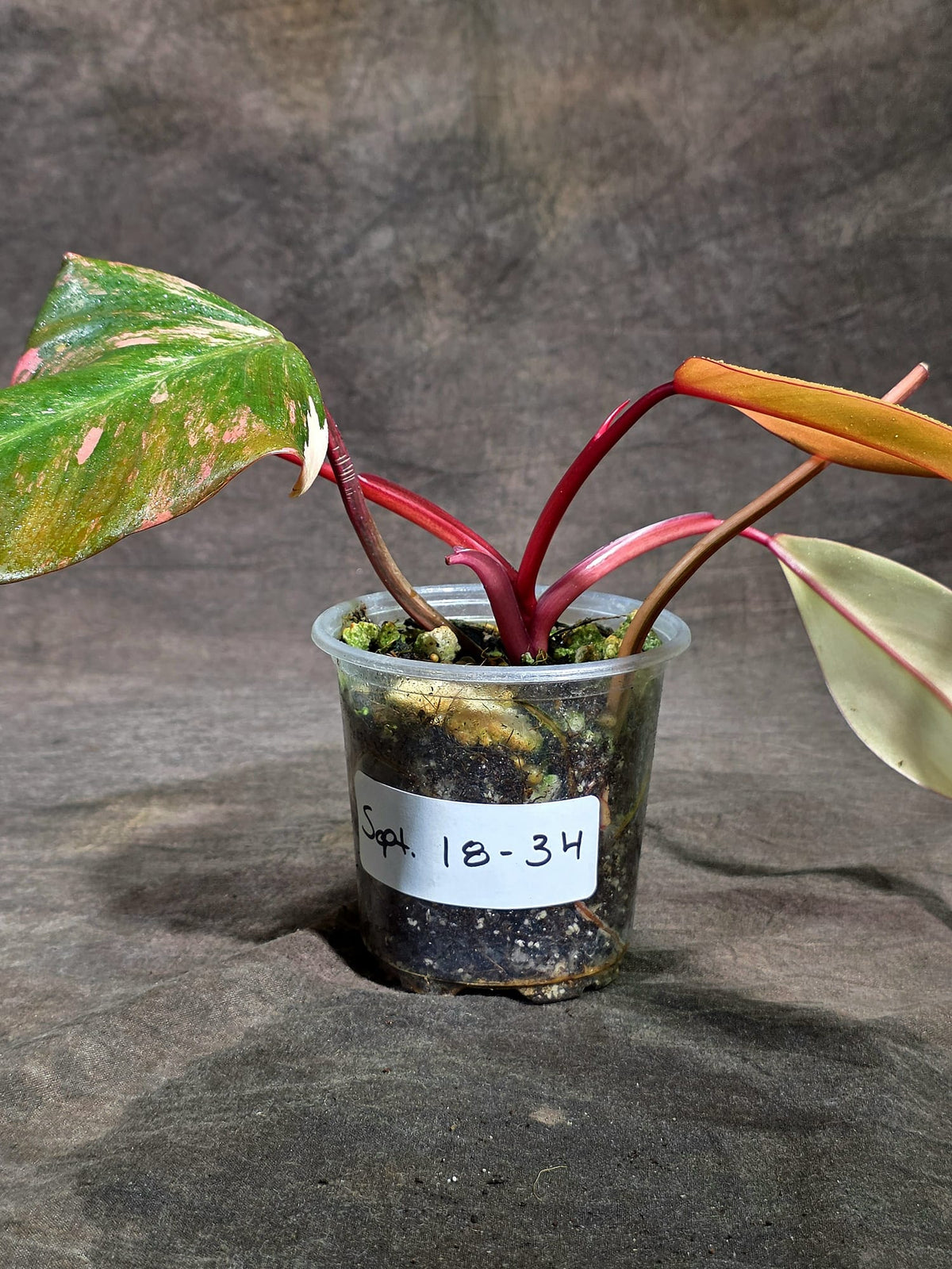 Rare Philodendron Strawberry Shake Variegated (Sep-18-34)