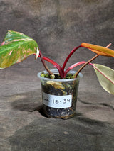 Rare Philodendron Strawberry Shake Variegated (Sep-18-34)