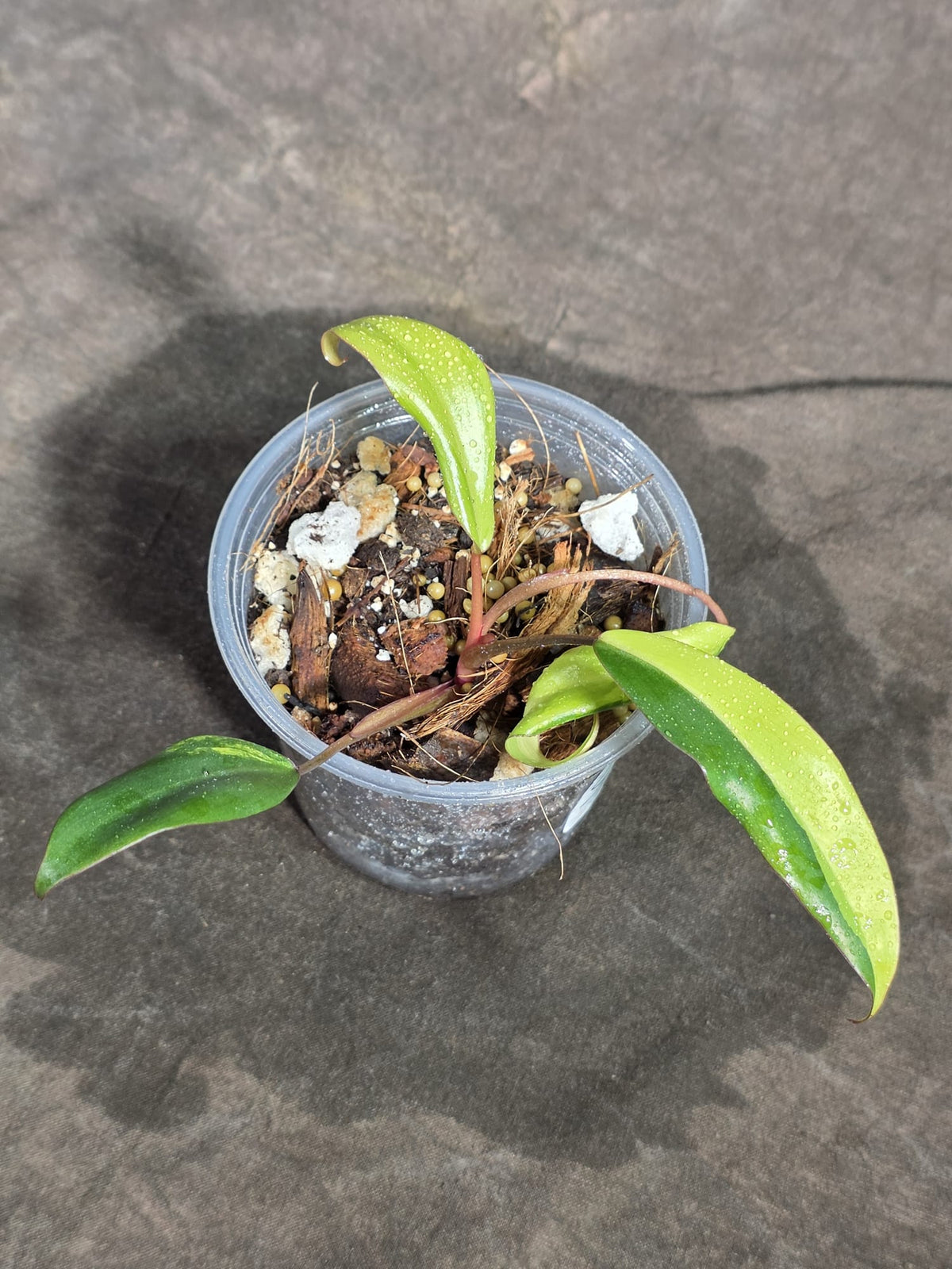 Philodendron Strawberry Shake Variegated Exact Plant - (Sep-18-35)