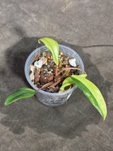 Philodendron Strawberry Shake Variegated Exact Plant - (Sep-18-35)