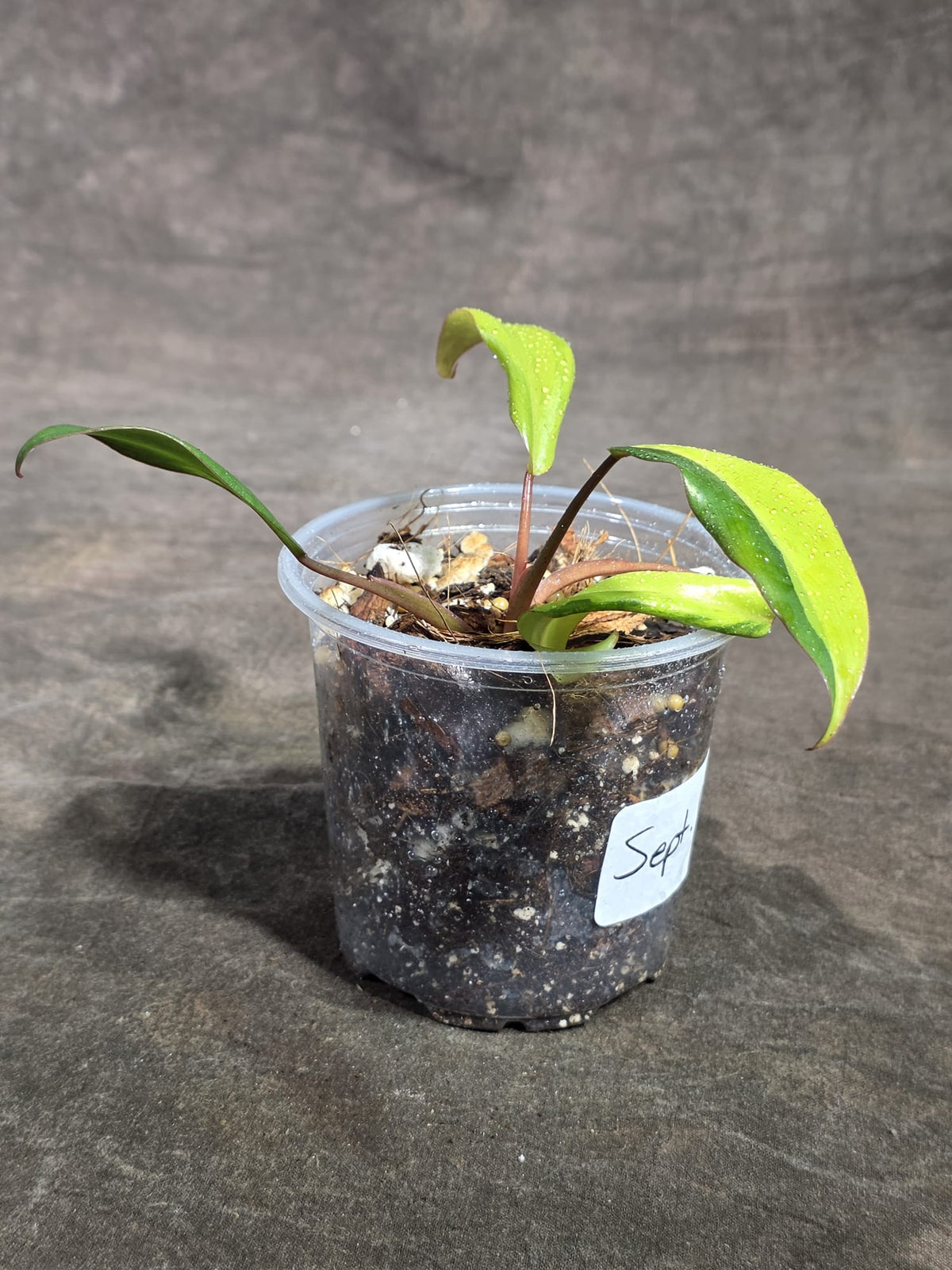 Philodendron Strawberry Shake Variegated Exact Plant - (Sep-18-35)