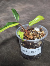 Philodendron Strawberry Shake Variegated Exact Plant - (Sep-18-35)