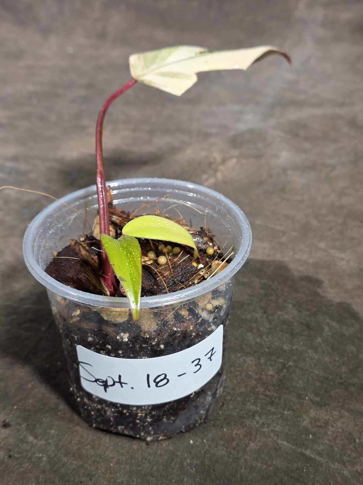 Philodendron Strawberry Shake Variegated Exact Plant - (Sep-18-37)
