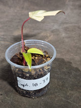 Philodendron Strawberry Shake Variegated Exact Plant - (Sep-18-37)