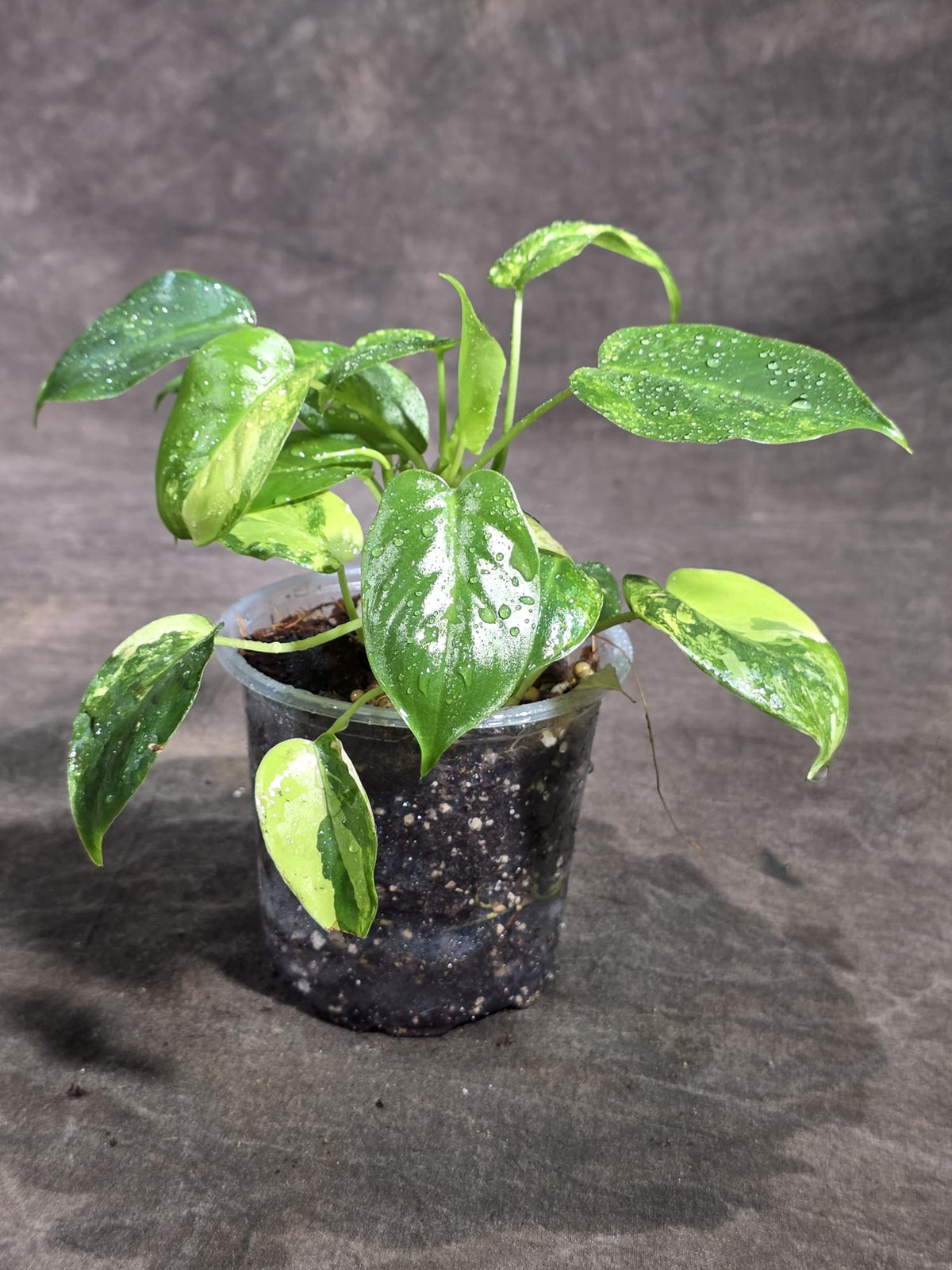 Variegated Burle Marx Philodendron Exact Plant - (Sep-18-38)