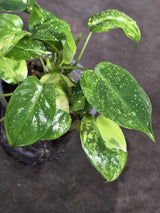 Variegated Burle Marx Philodendron Exact Plant - (Sep-18-38)