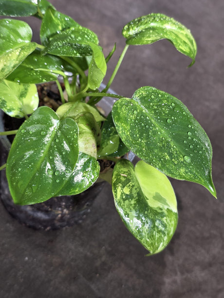 Variegated Burle Marx Philodendron Exact Plant - (Sep-18-38)