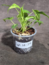 Variegated Burle Marx Philodendron Exact Plant - (Sep-18-38)
