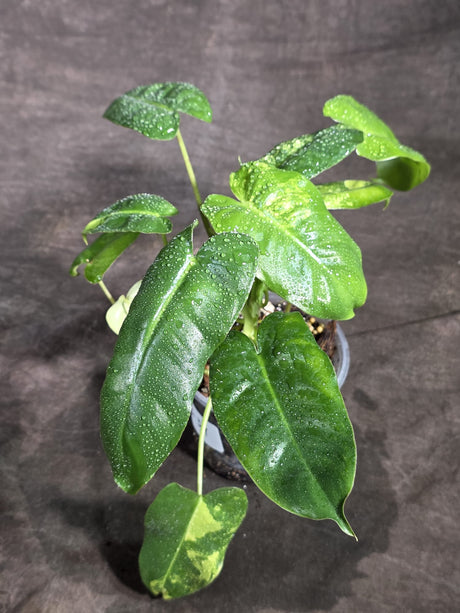 Variegated Burle Marx Philodendron Exact Plant - (Sep-18-39)
