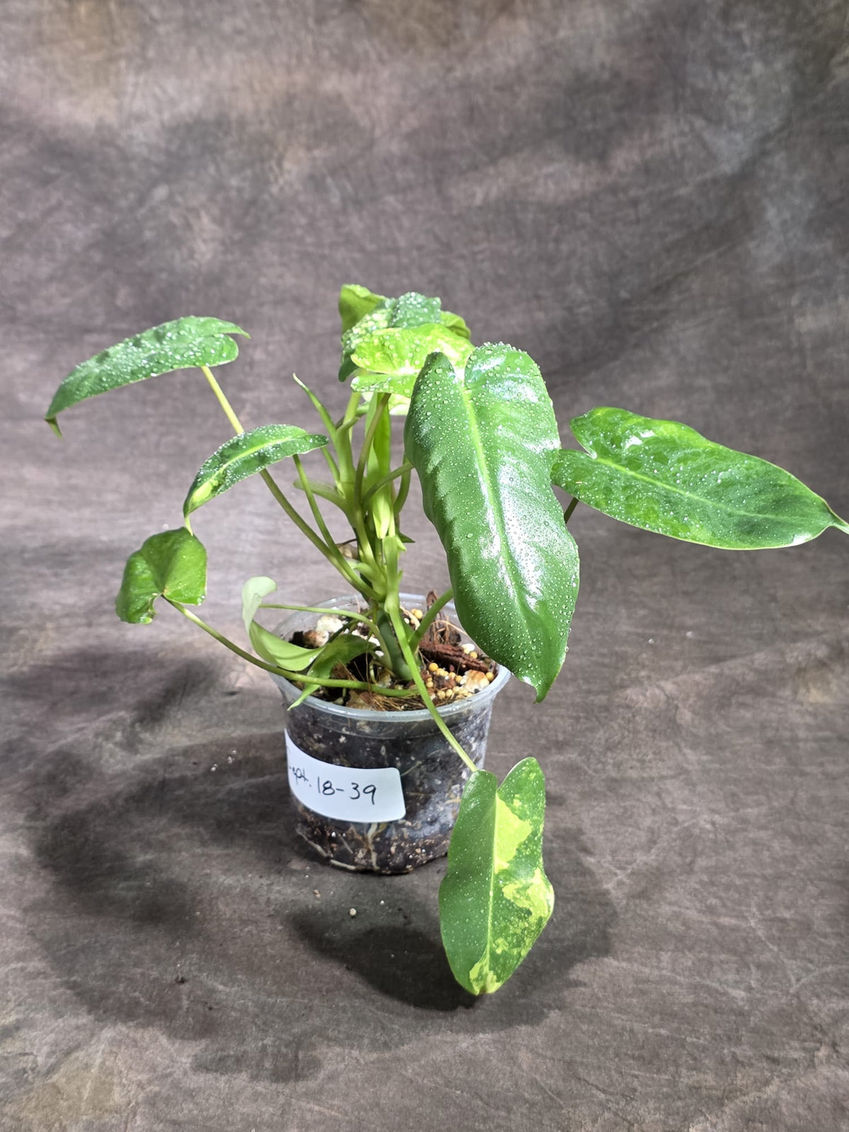Variegated Burle Marx Philodendron Exact Plant - (Sep-18-39)