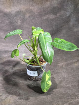 Variegated Burle Marx Philodendron Exact Plant - (Sep-18-39)