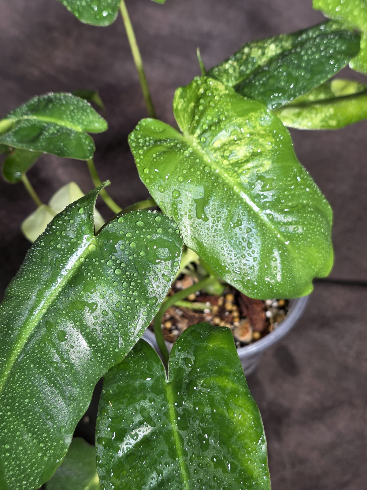 Variegated Burle Marx Philodendron Exact Plant - (Sep-18-39)