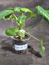 Variegated Burle Marx Philodendron Exact Plant - (Sep-18-39)