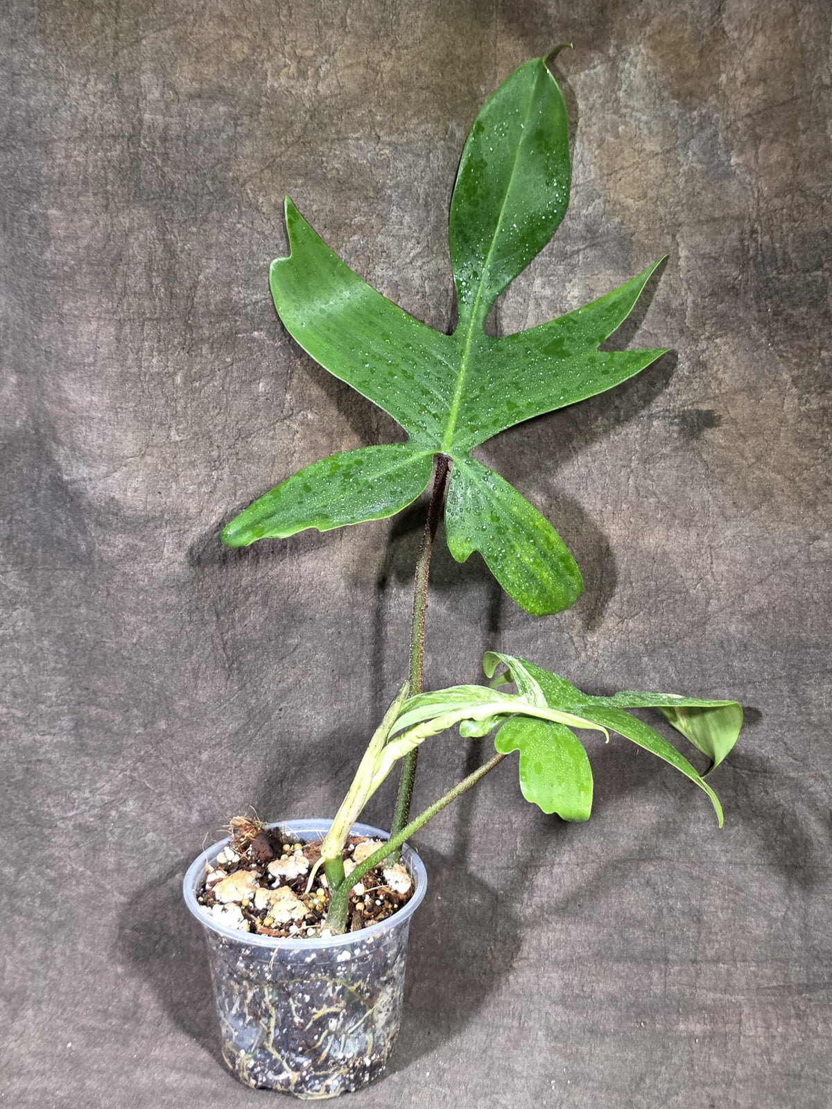 Variegated Philodendron Florida Beauty Live Plant (Sep-18-40)