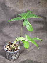 Variegated Philodendron Florida Beauty Live Plant (Sep-18-40)