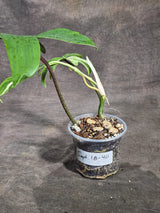 Variegated Philodendron Florida Beauty Live Plant (Sep-18-40)
