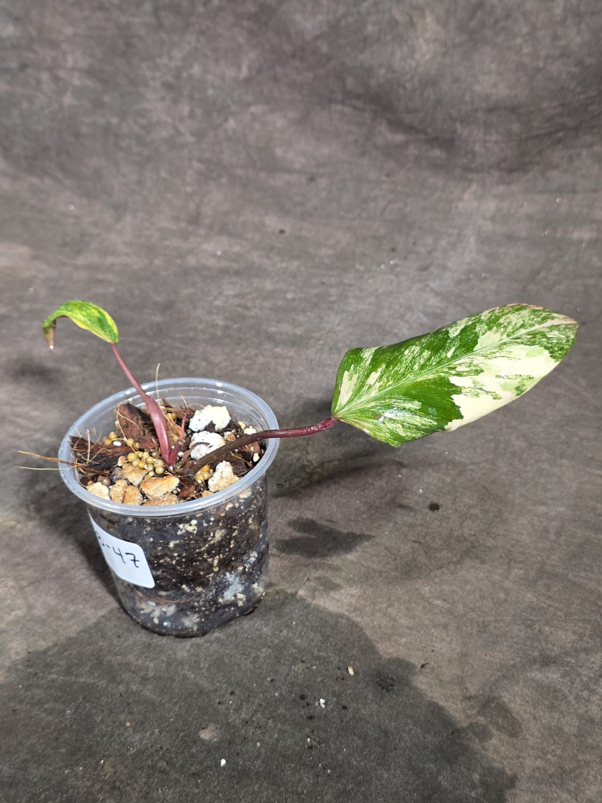 Philodendron Strawberry Shake Variegated Exact Plant - (Sep-18-47)