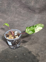 Philodendron Strawberry Shake Variegated Exact Plant - (Sep-18-47)