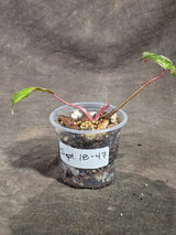Philodendron Strawberry Shake Variegated Exact Plant - (Sep-18-47)