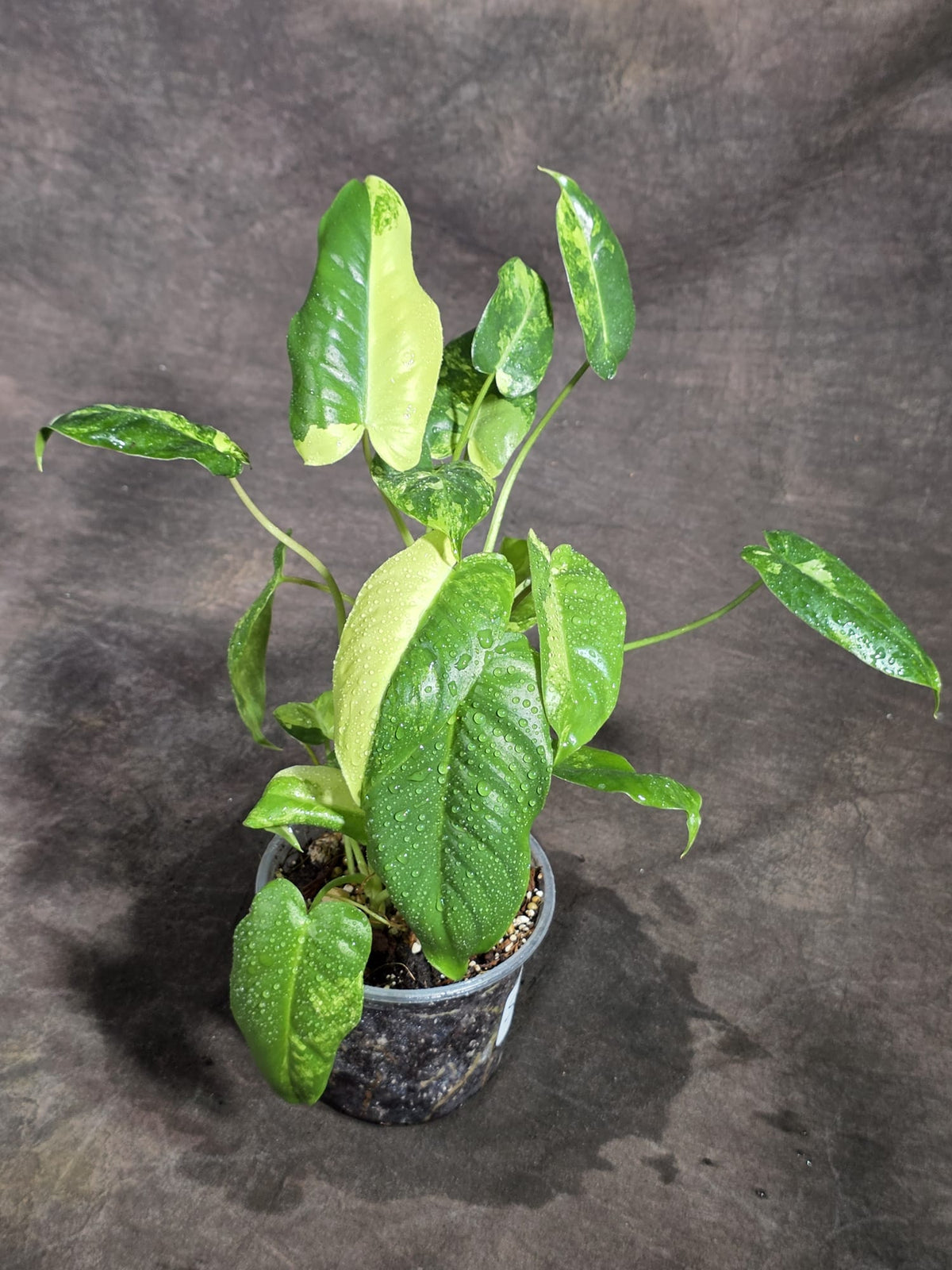 Variegated Burle Marx Philodendron Exact Plant - (Sep-18-44)