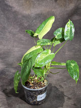 Variegated Burle Marx Philodendron Exact Plant - (Sep-18-44)