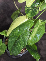 Variegated Burle Marx Philodendron Exact Plant - (Sep-18-44)