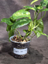 Variegated Burle Marx Philodendron Exact Plant - (Sep-18-44)