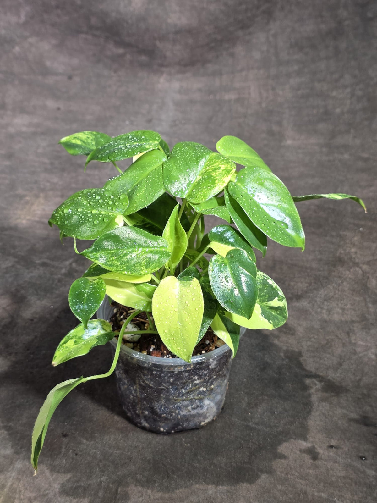 Variegated Burle Marx Philodendron Exact Plant - (Sep-18-45)