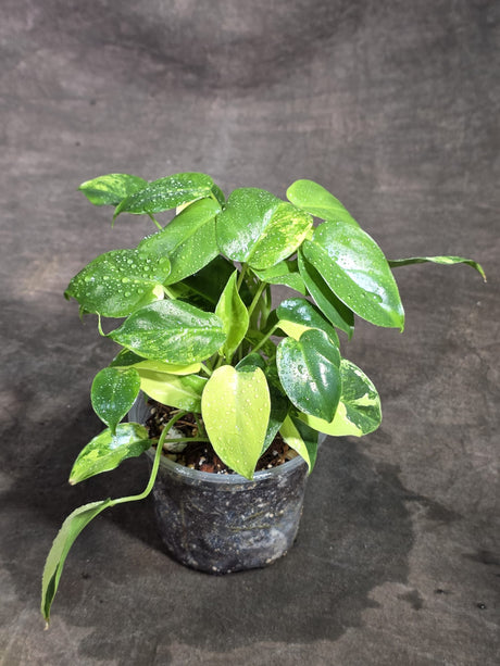 Variegated Burle Marx Philodendron Exact Plant - (Sep-18-45)