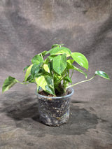Variegated Burle Marx Philodendron Exact Plant - (Sep-18-45)