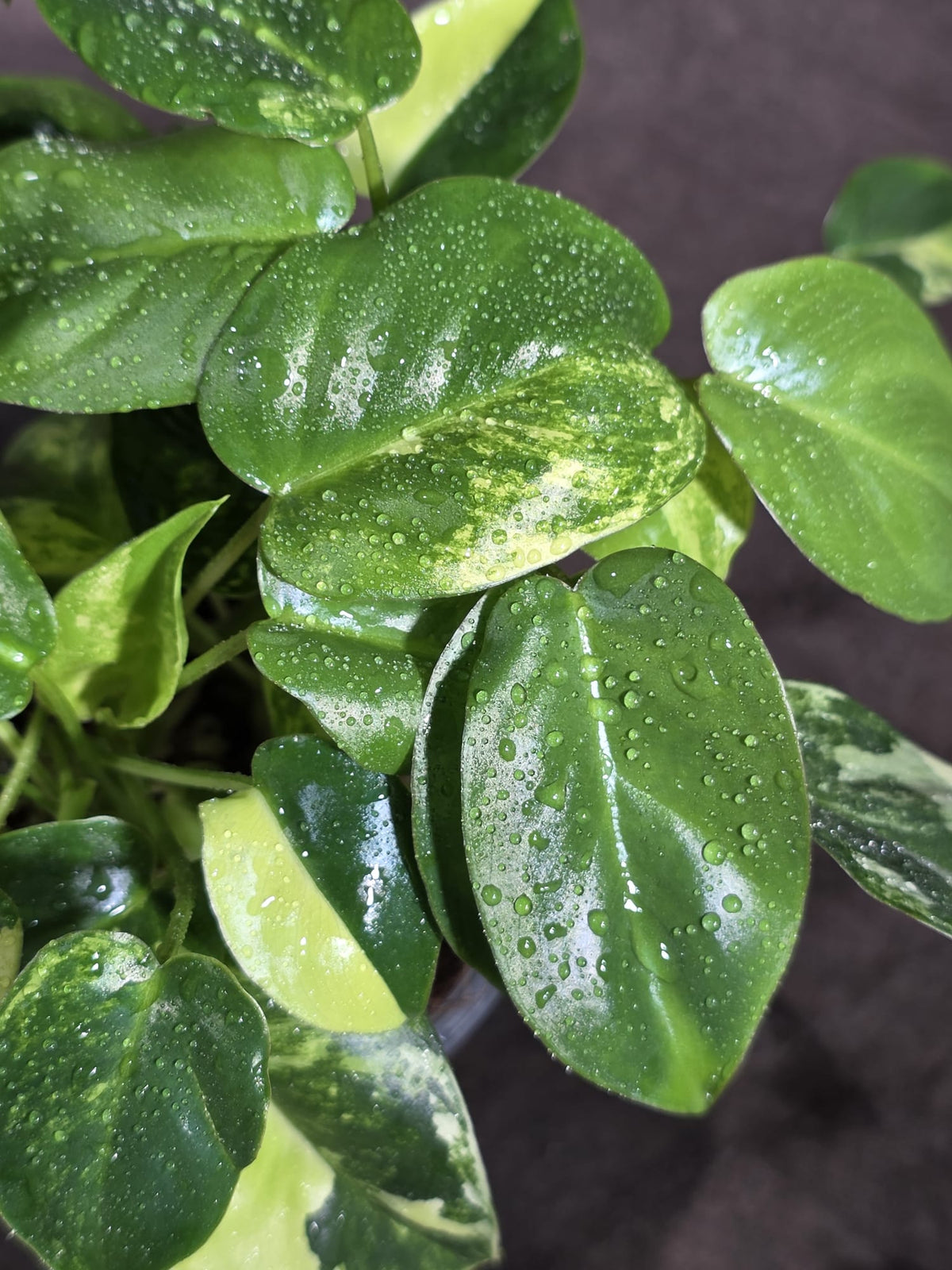 Variegated Burle Marx Philodendron Exact Plant - (Sep-18-45)