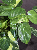Variegated Burle Marx Philodendron Exact Plant - (Sep-18-45)