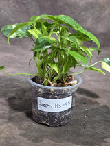 Variegated Burle Marx Philodendron Exact Plant - (Sep-18-45)