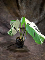 Variegated Monstera Albo - White Albo Borsigiana (Sep-22-9)