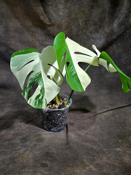 Variegated Monstera Albo - White Albo Borsigiana (Sep-22-9)
