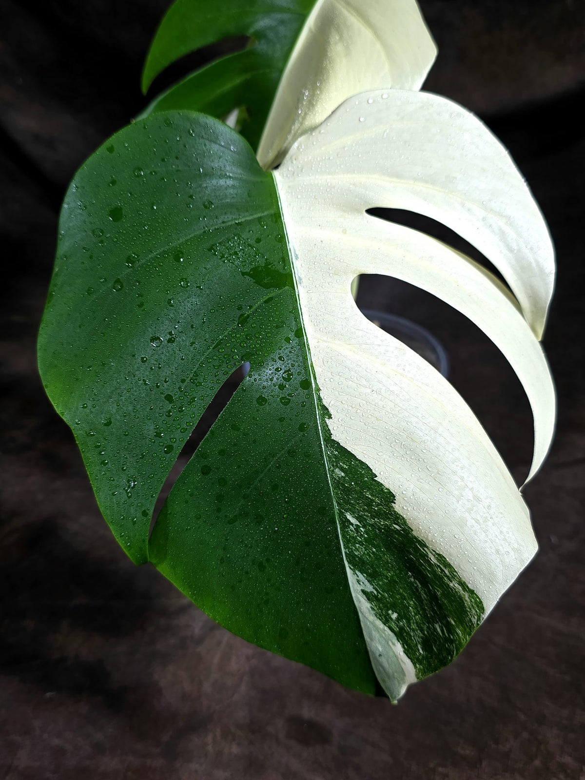 Variegated Monstera Albo - White Albo Borsigiana (Sep-22-9)