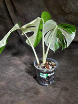 Variegated Monstera Albo - White Albo Borsigiana (Sep-22-9)