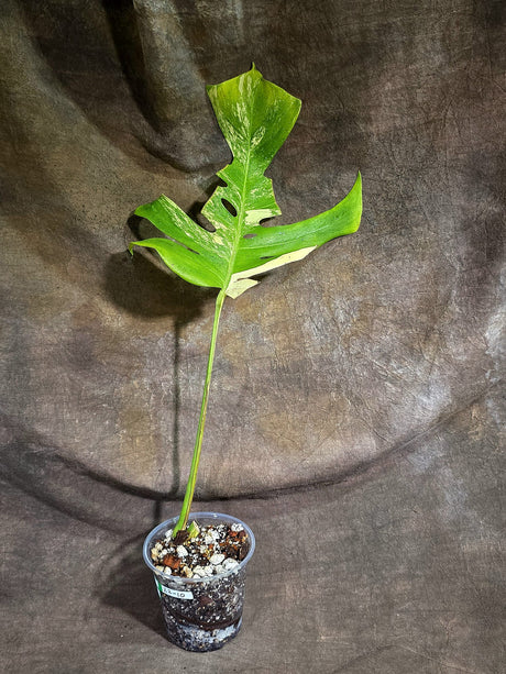 Monstera Borsigiana Aurea Variegated Plant - (Sep-22-10)