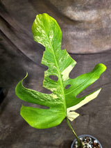 Monstera Borsigiana Aurea Variegated Plant - (Sep-22-10)