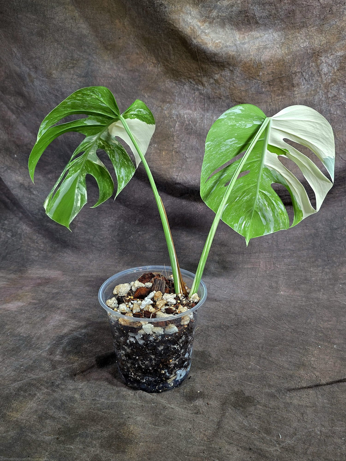Monstera Albo Halfmoon Variegated - White Albo Borsigiana - (Sep-22-11)