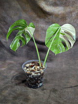 Monstera Albo Halfmoon Variegated - White Albo Borsigiana - (Sep-22-11)
