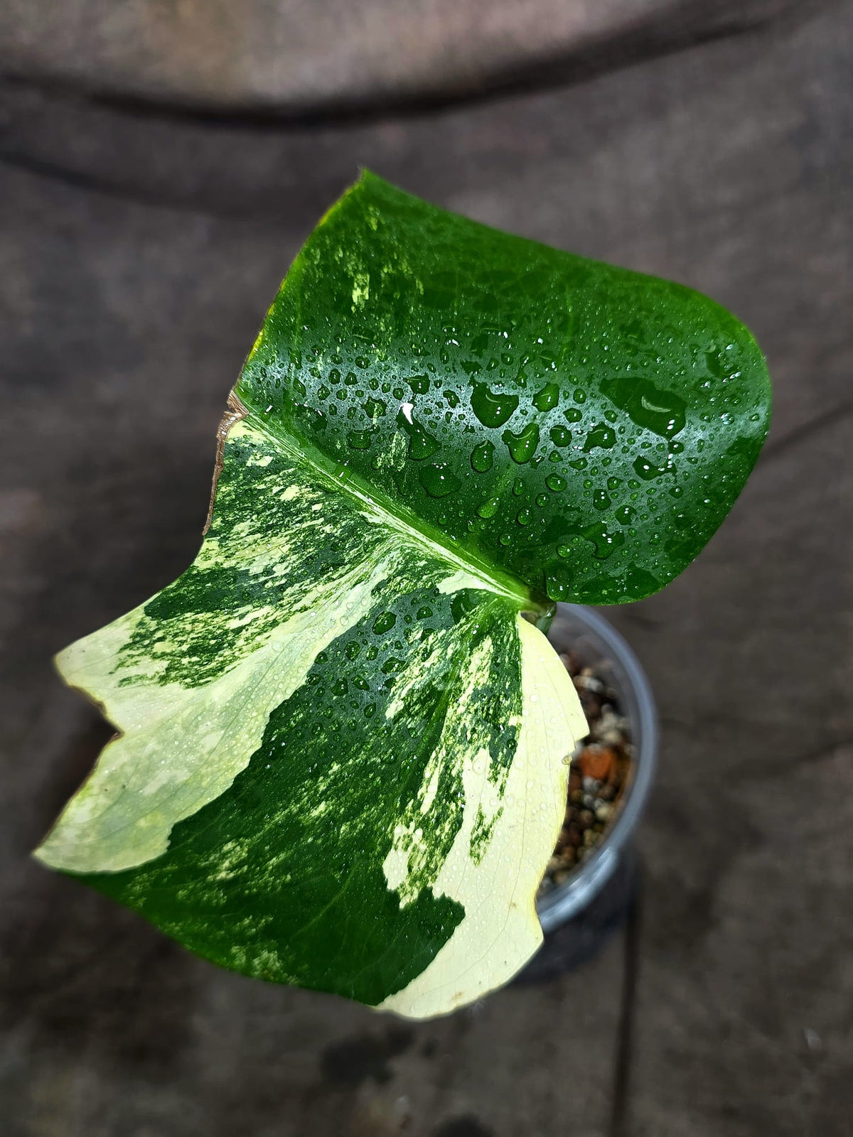 Variegated Monstera Albo - White Albo Borsigiana - (Sep-22-12)