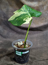 Variegated Monstera Albo - White Albo Borsigiana - (Sep-22-12)