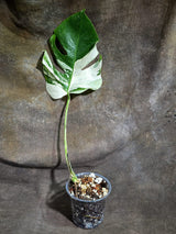 Variegated Monstera Albo - White Albo Borsigiana - (Sep-22-13)