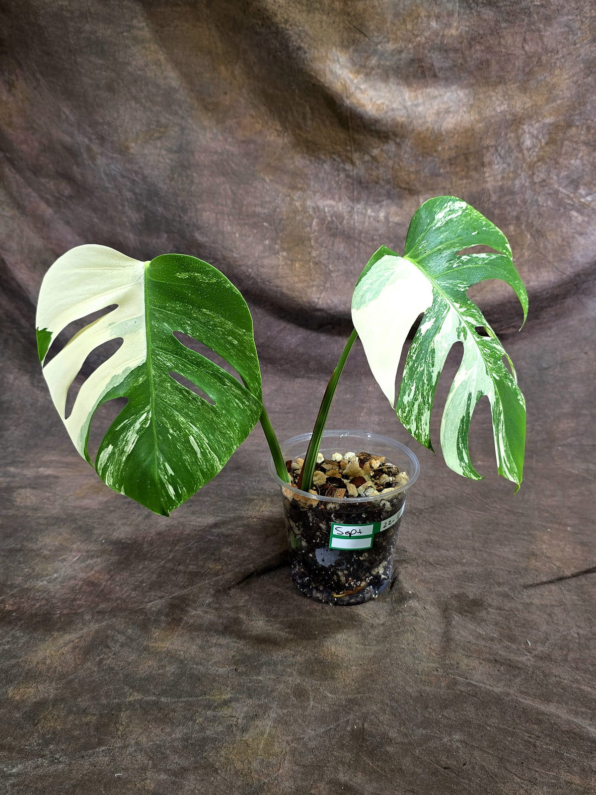Monstera Albo Halfmoon Variegated - White Albo Borsigiana - (Sep-22-11)