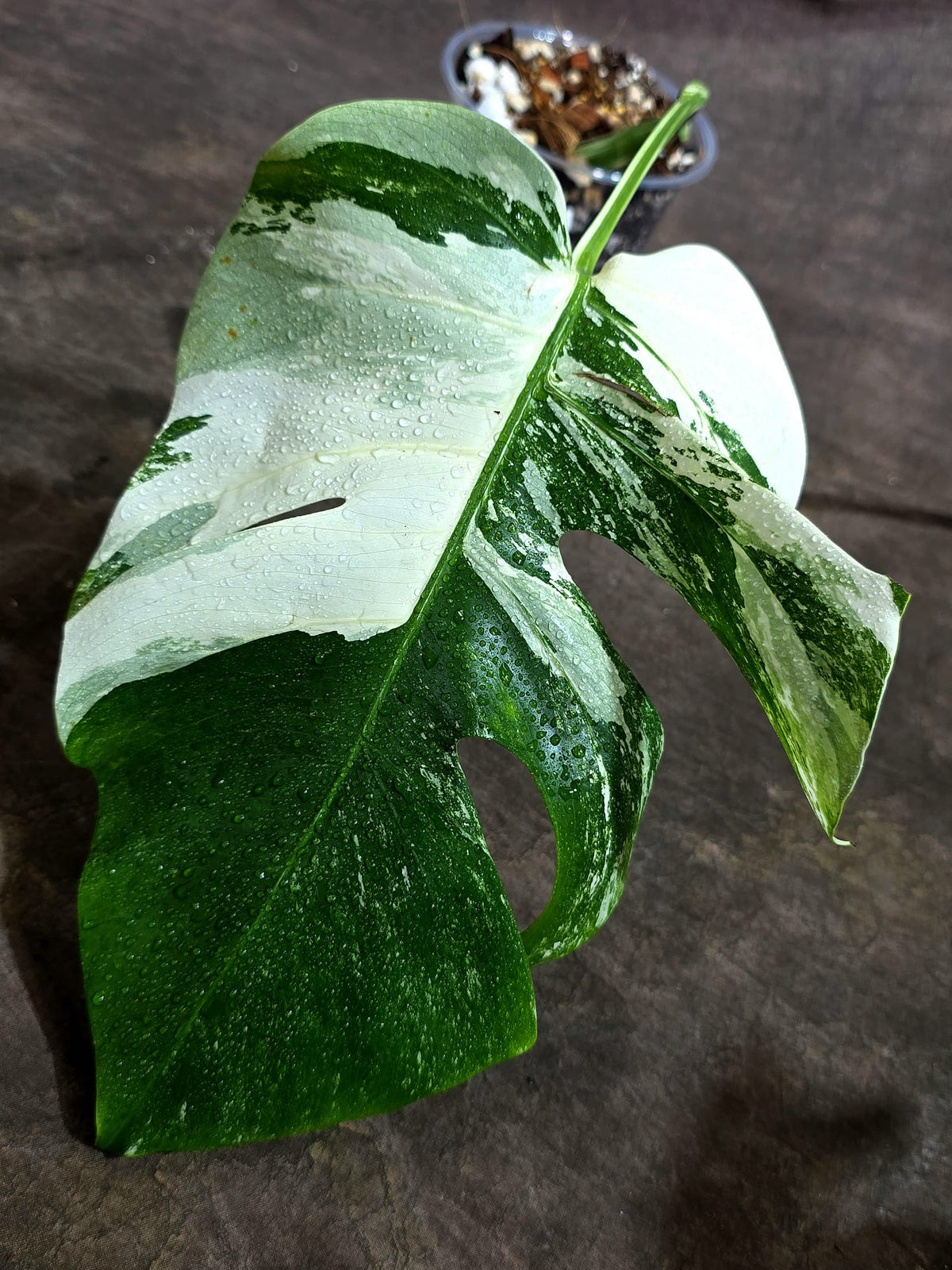 Variegated Monstera Albo - White Albo Borsigiana - (Sep-22-13)